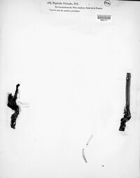 Diaporthe neoviticola image